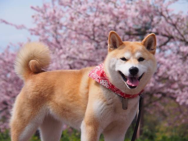 files/Curiosidades-sobre-o-Shiba-Inu-um-dos-caes-mais-queridos-da-internet-photo-ac.com.jpg